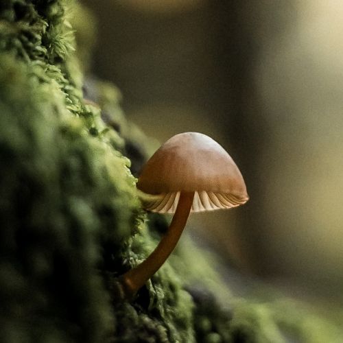 抽丝剥茧，揪出肺部感染“元凶”