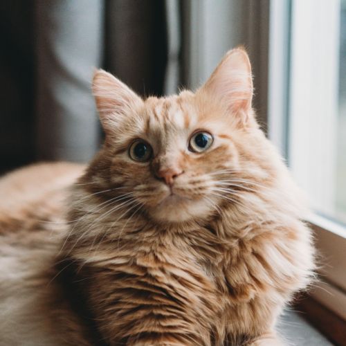 致死率95%！猫冠状病毒已致30万只猫死亡，会传染人吗？