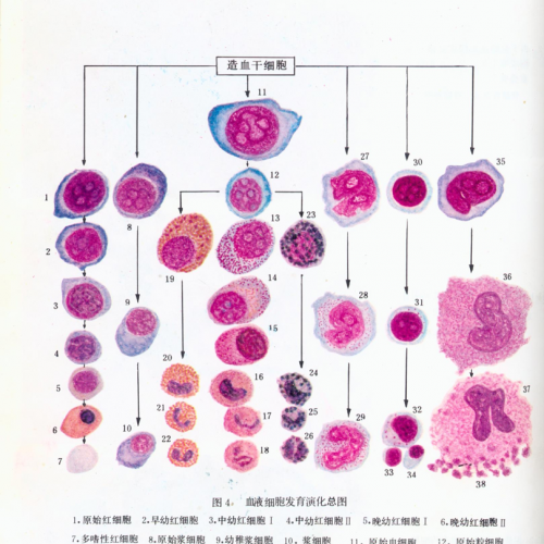外周血涂片和骨髓片细胞染色