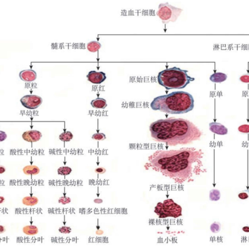 主任提问：「原幼单核细胞」是什么？有何临床意义？