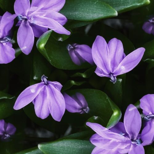 幽门螺杆菌的防治方法