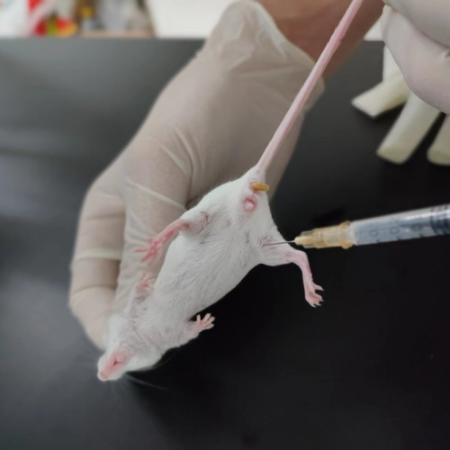 单克隆抗体制备