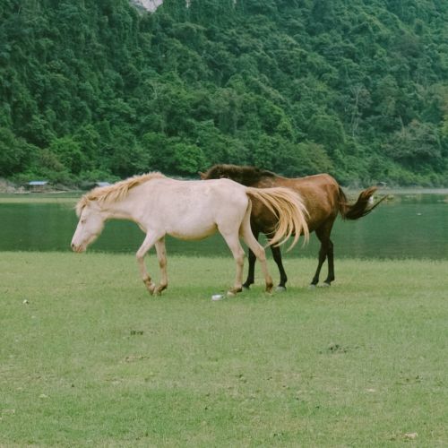 检验人惊呼：脑脊液、血液同时培养出这种菌不多见！