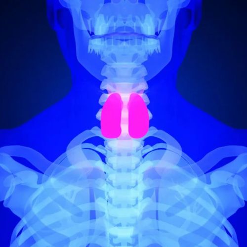 经常犯困、天天喊累的人，该去医院查查「甲状腺」了