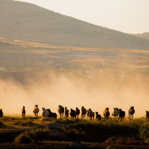 甲状腺球蛋白（Tg）的临床意义