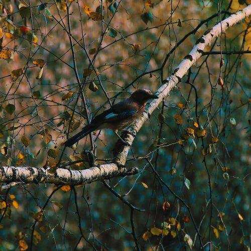 尿β2-MG检测的临床意义