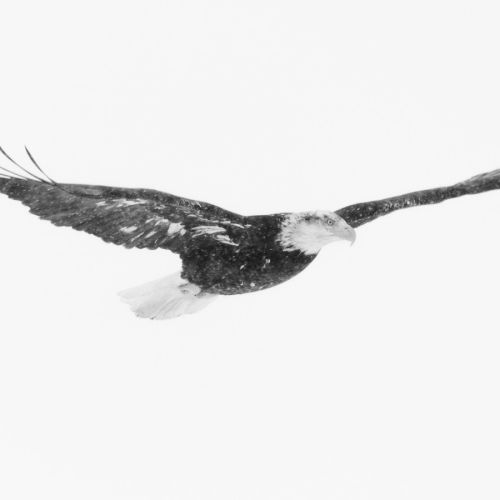 Science：单细胞蛋白质组学带你重新认识造血过程