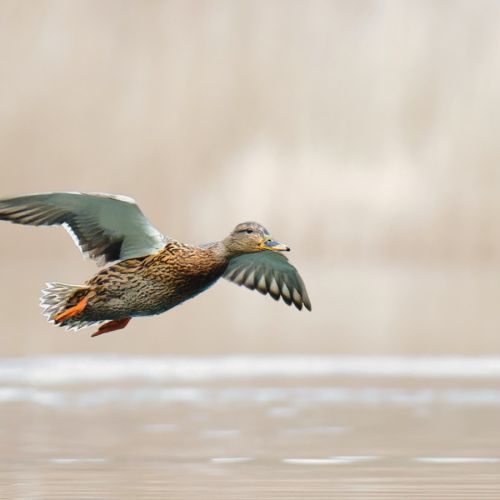 只因审核生化报告时多看了你一眼，MM最终被发现