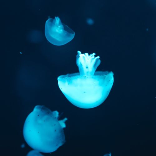 谢国明教授：开发新型可调pH“开关”，助力肿瘤精准成像