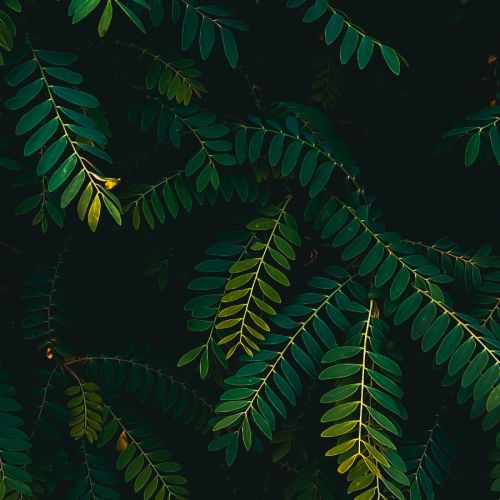 免疫 “失衡” 风暴——细胞因子在 PD1 治疗与大疱性类天疱疮中的 “轨迹” ...