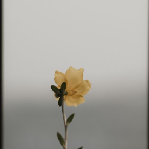 绿色血清，原因为何？