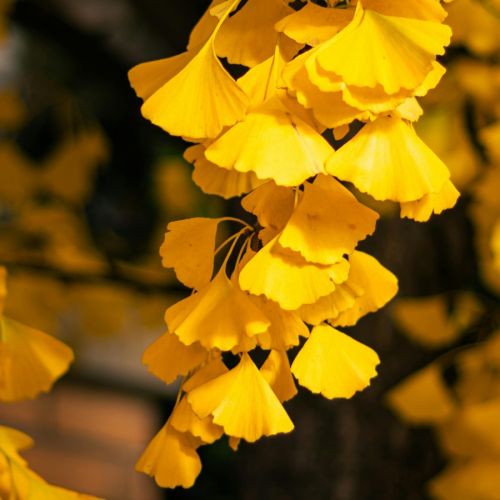 狂飙的细胞因子，隐藏在幕后的“杀手”