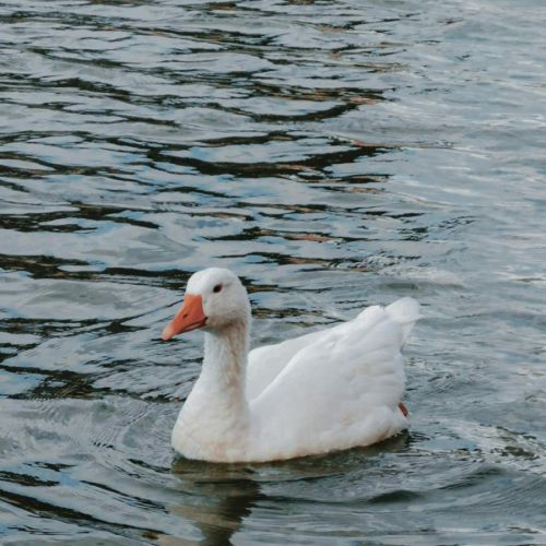细胞因子谱：早期预警壶腹癌及术后并发症的“隐形雷达”