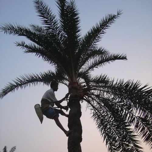 印度尼帕病毒暴发！路边摊这类东西，千万别碰