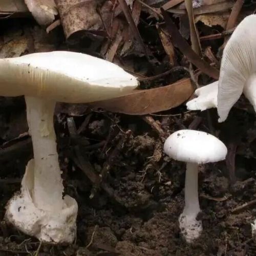 警惕！广东疾控发文提醒，已有多人中毒入院