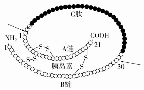 胰岛素 & C 肽释放试验 一文读懂：解读逻辑全拆解