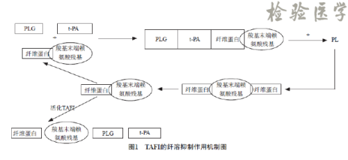 凝血酶激活的纤溶抑制物（TAFI）检测的临床意义