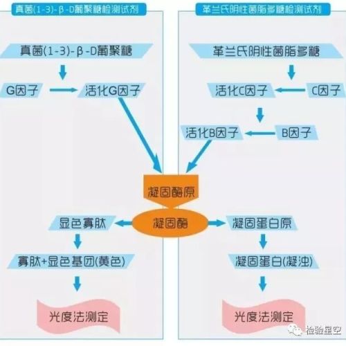 G试验与GM试验的区别及临床意义